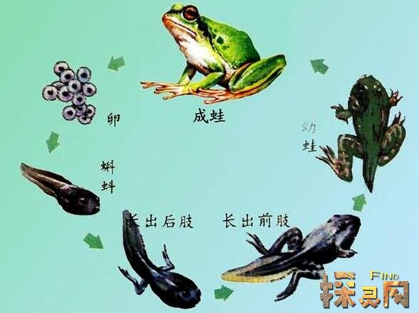 不合理蛙