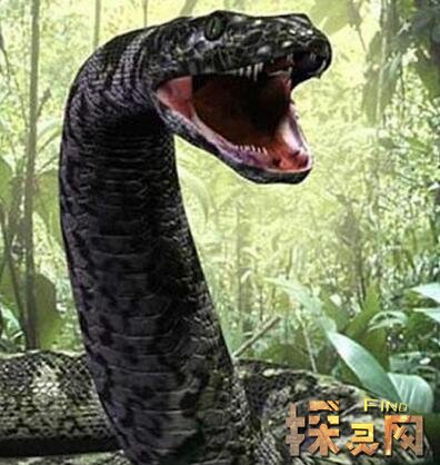 泰坦蟒