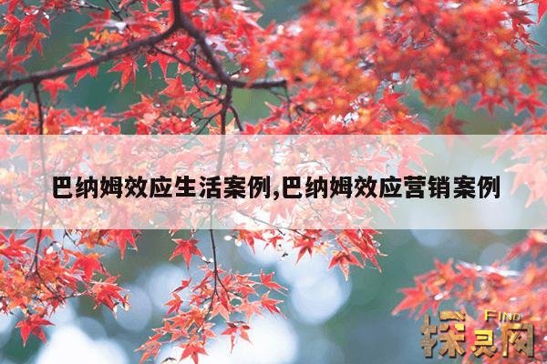 巴纳姆效应生活案例,巴纳姆效应营销案例