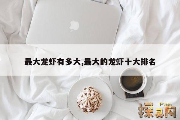 最大龙虾有多大,最大的龙虾十大排名