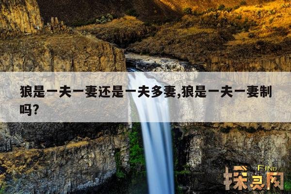 狼是一夫一妻还是一夫多妻,狼是一夫一妻制吗?
