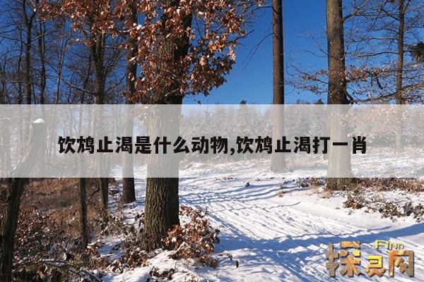 饮鸩止渴是什么动物,饮鸩止渴打一肖