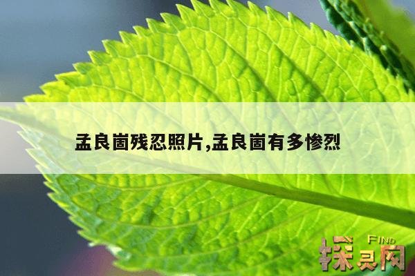 孟良崮残忍照片,孟良崮有多惨烈