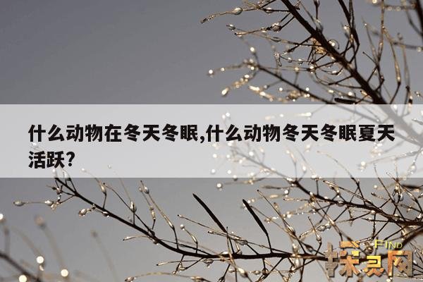 什么动物在冬天冬眠,什么动物冬天冬眠夏天活跃?