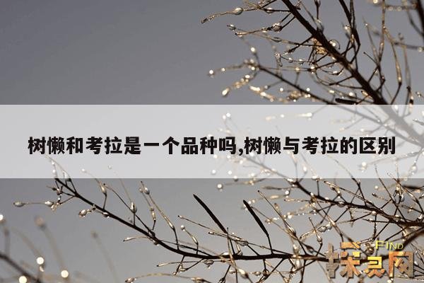 树懒和考拉是一个品种吗,树懒与考拉的区别