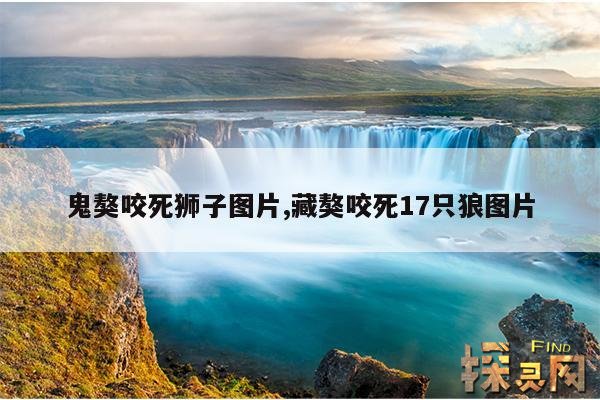 鬼獒咬死狮子图片,藏獒咬死17只狼图片