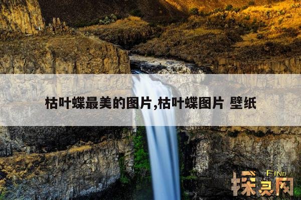 枯叶蝶最美的图片,枯叶蝶图片 壁纸