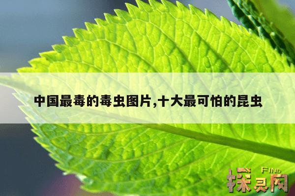 中国最毒的毒虫图片,十大最可怕的昆虫