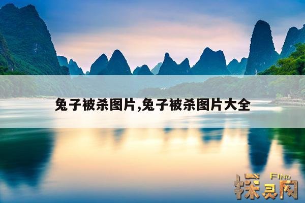 兔子被杀图片,兔子被杀图片大全