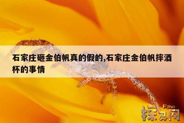 石家庄砸金伯帆真的假的,石家庄金伯帆摔酒杯的事情