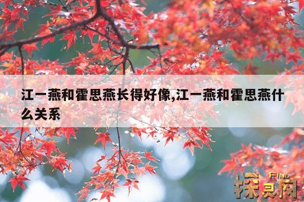 江一燕和霍思燕长得好像,江一燕和霍思燕什么关系