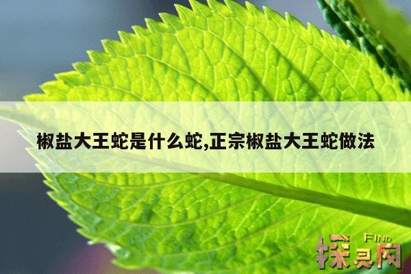 椒盐大王蛇是什么蛇,正宗椒盐大王蛇做法