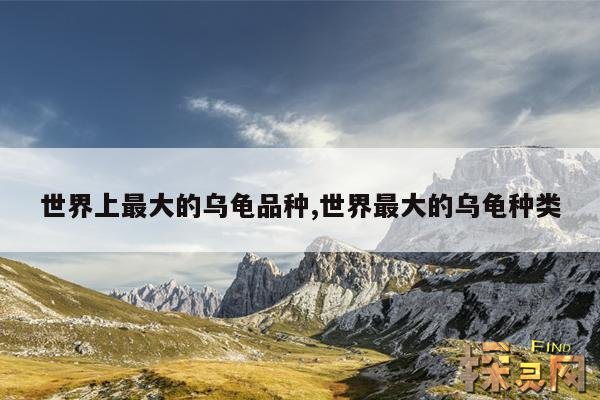 世界上最大的乌龟品种,世界最大的乌龟种类
