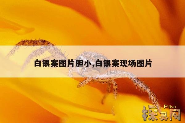 白银案图片胆小,白银案现场图片