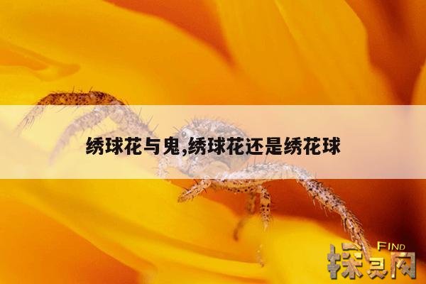 绣球花与鬼,绣球花还是绣花球