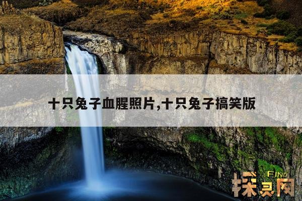 十只兔子血腥照片,十只兔子搞笑版