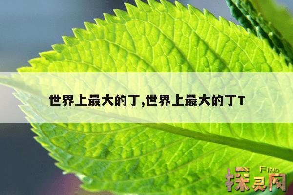 世界上最大的丁,世界上最大的丁T