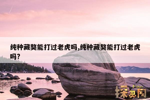 纯种藏獒能打过老虎吗,纯种藏獒能打过老虎吗?