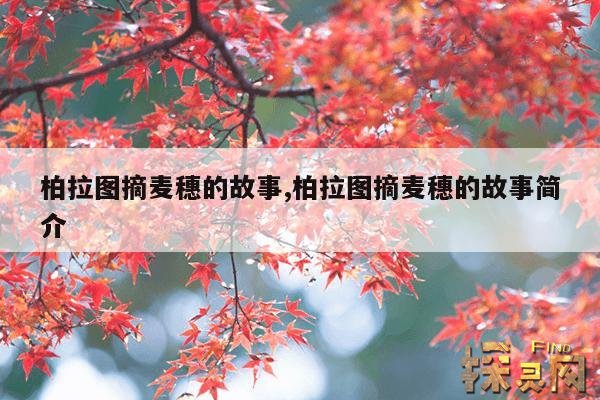 柏拉图摘麦穗的故事,柏拉图摘麦穗的故事简介