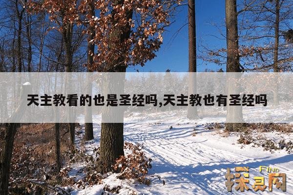 天主教看的也是圣经吗,天主教也有圣经吗