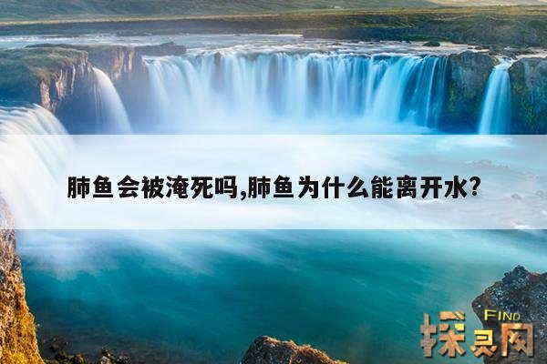 肺鱼会被淹死吗,肺鱼为什么能离开水?