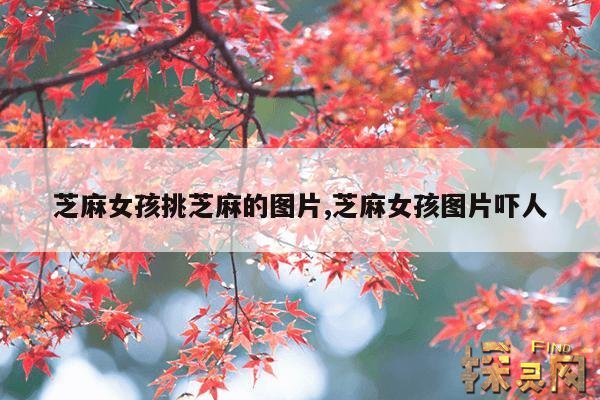 芝麻女孩挑芝麻的图片,芝麻女孩图片吓人