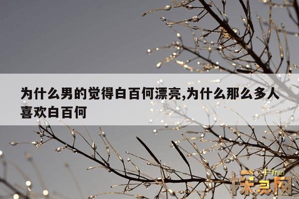 为什么男的觉得白百何漂亮,为什么那么多人喜欢白百何