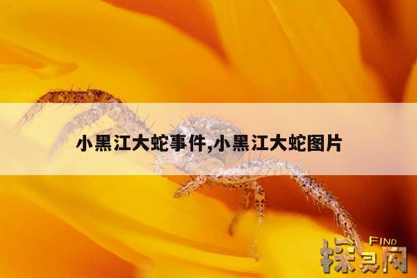 小黑江大蛇事件,小黑江大蛇图片