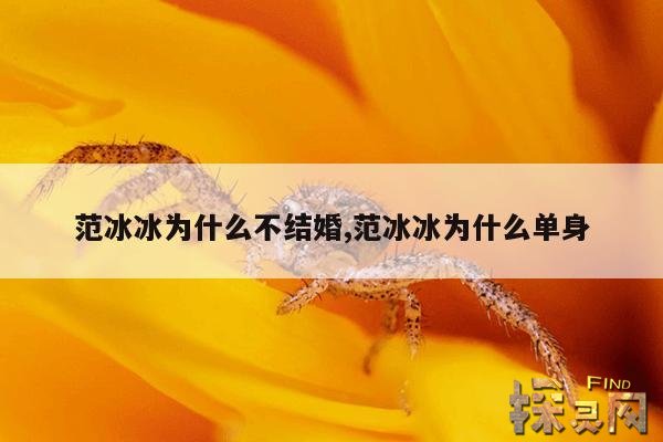 范冰冰为什么不结婚,范冰冰为什么单身