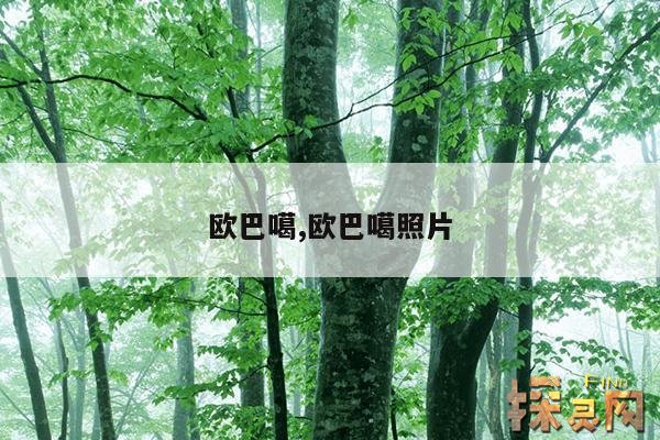 欧巴噶,欧巴噶照片