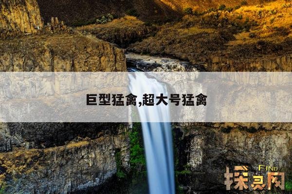 巨型猛禽,超大号猛禽