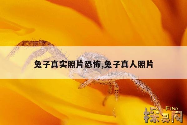 兔子真实照片恐怖,兔子真人照片