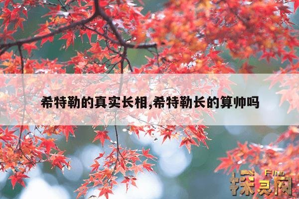 希特勒的真实长相,希特勒长的算帅吗