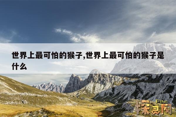 世界上最可怕的猴子,世界上最可怕的猴子是什么