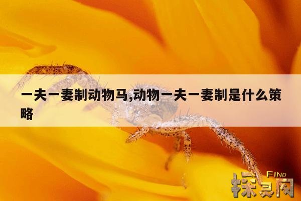 一夫一妻制动物马,动物一夫一妻制是什么策略