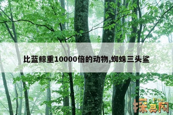 比蓝鲸重10000倍的动物,蜘蛛三头鲨