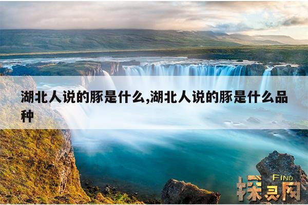湖北人说的豚是什么,湖北人说的豚是什么品种